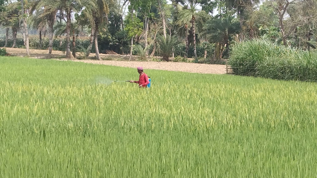 পাটকেলঘাটায় এবার লক্ষ্যমাত্রার চেয়ে বেশি জমিতে বোরো চাষ হয়েছে। গত বছর ব্লাস্ট রোগে অনেক ধান নষ্ট হয়ে যায়। এ বছর ব্লাস্টের আক্রমণ ঠেকাতে আগেভাগেই জমিতে কীটনাশক স্প্রে করছেন কৃষক। জুজখোলা বিল থেকে তোলা, সাতক্ষীরা, ২৪ মার্চ ২০২৪। ছবি: মুজিবুর রহমান