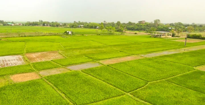 সুনামগঞ্জের হাওরে বোরো আবাদ: বাঁধ নির্মাণ হয়নি, শঙ্কায় কৃষক