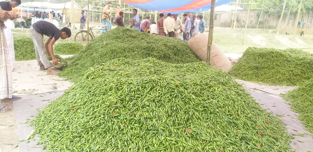 এক দিনের ব্যবধানে গাংনীতে মরিচের দাম কমল ১২০ টাকা, হতাশ চাষিরা