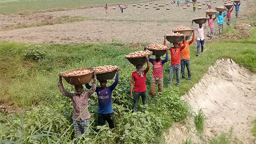 মুন্সিগঞ্জে আলুর ফলন ভালো হলেও বিপাকে চাষিরা