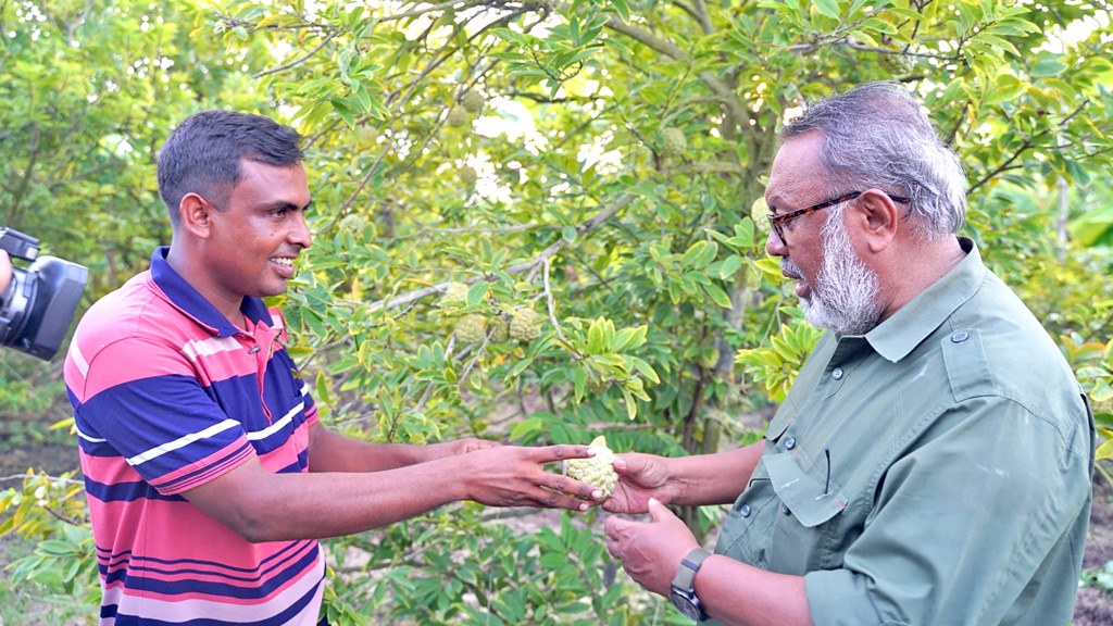 ঝিনাইদহে শরিফা ফলের বাণিজ্যিক চাষ