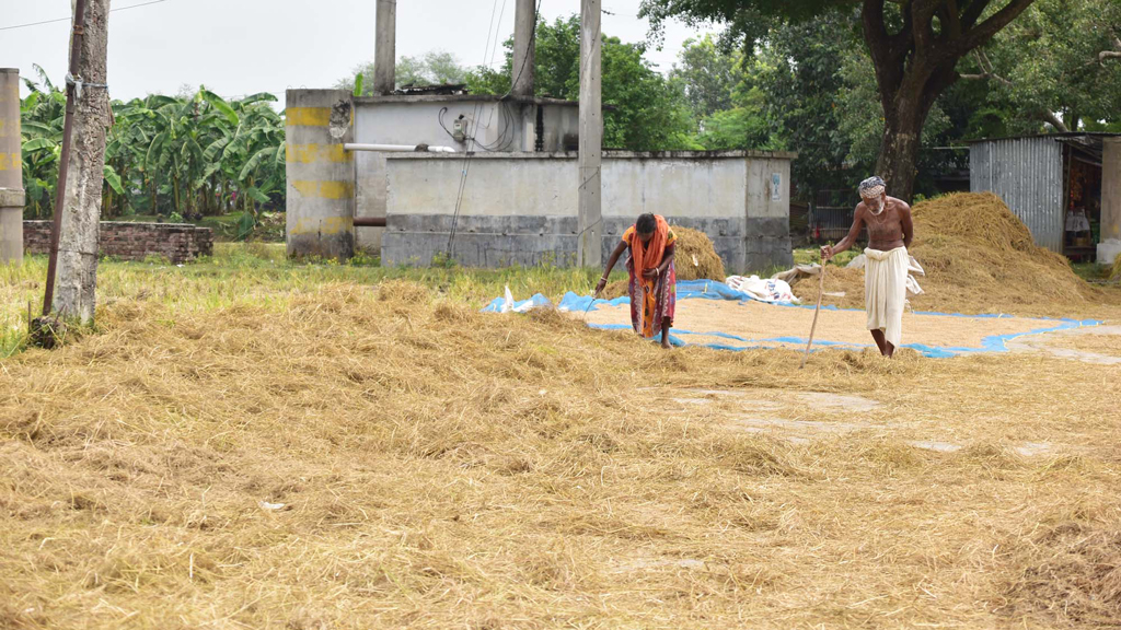 কখনো বৃষ্টি আবার কখনো মেঘলা আকাশ, কয়েক দিন ধরে মোটামুটি এটাই দেশের বেশির ভাগ অঞ্চলের মতো রাজশাহীর আবহাওয়ার চিত্র। এর মধ্যেই সামান্য একটু রোদের আভাস পেলে গ্রামের নারীরা রাস্তায় ধান ও খর শুকানোর চেষ্টা করছেন। গোদাগাড়ী উপজেলার প্রেমতলি খেতুরধাম এলাকার রাস্তা, রাজশাহী, ৭ অক্টোবর ২০২৩। ছবি: মিলন শেখ