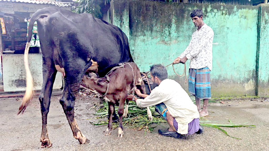 দুধ দিচ্ছে ১৯ দিনের বাছুর