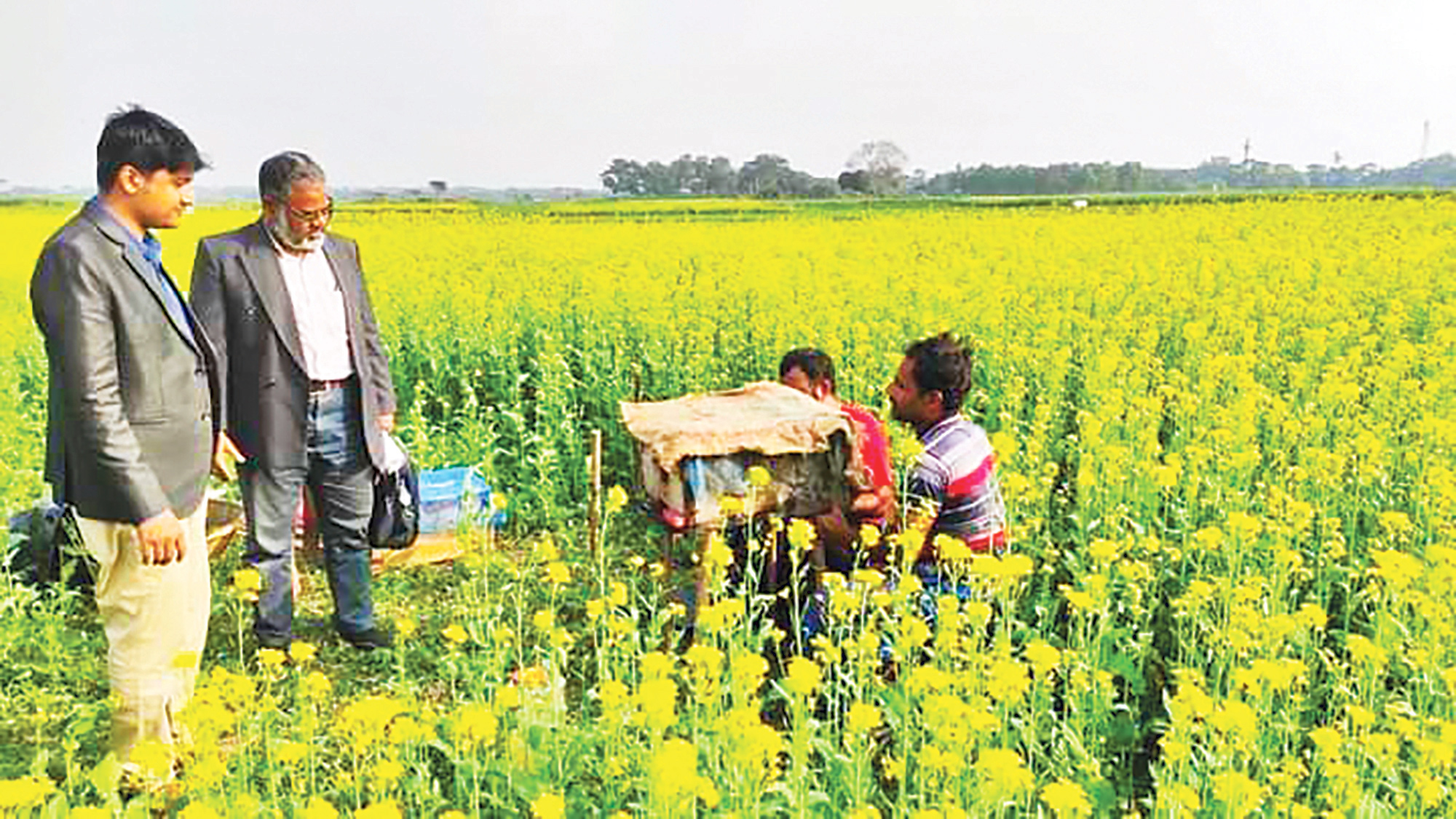 খেতে মৌ-বাক্স স্থাপন করে দিচ্ছে কৃষি অফিস