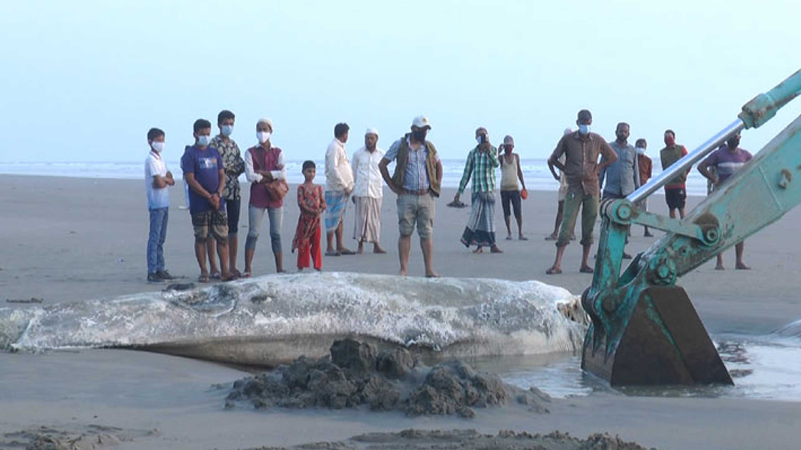 পুঁতে ফেলা তিমি ভেসে উঠেছে সৈকতে