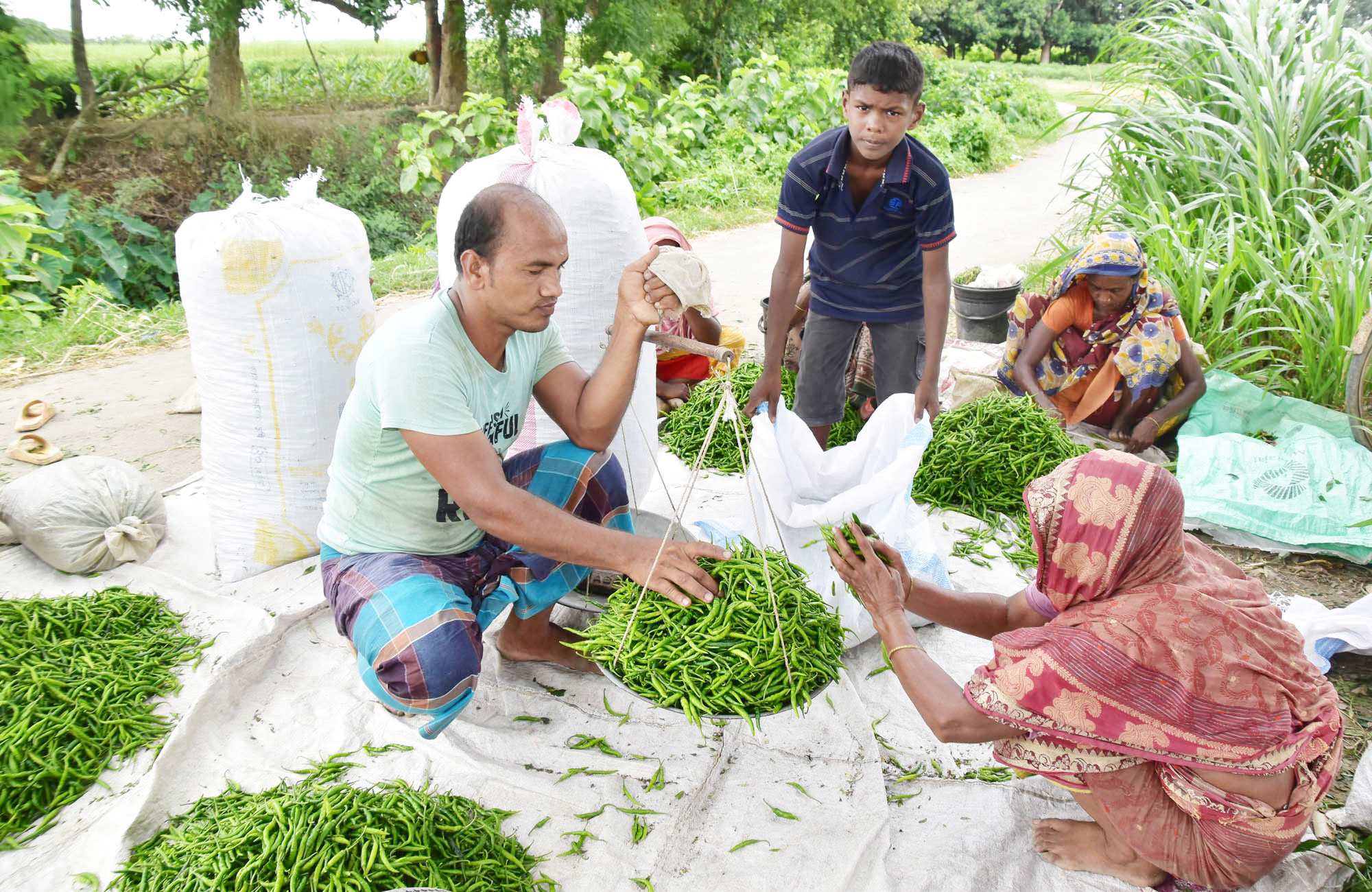 জমি থেকে তোলা বাছাইকৃত কাঁচামরিচ মাপা হচ্ছে পাল্লায়। পাইকারি হাটে ১৫০ টাকা কেজি দরে বিক্রি হচ্ছে। নওহাটা, পবা, রাজশাহী, ২১ জুলাই ২০২৩। ছবি: মিলন শেখ