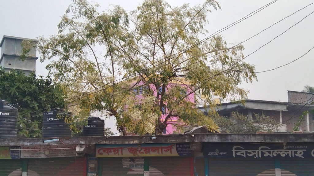 বাড়ির ছাদের ওপরের শজনে গাছটি ফুলের ভারে নুয়ে পড়েছে। তালা উপজেলার পাটকেলঘাটা বাজারের একটি বাড়ির ছাদ, সাতক্ষীরা, ৭ ফেব্রুয়ারি ২০২৪। ছবি: মুজিবুর রহমান