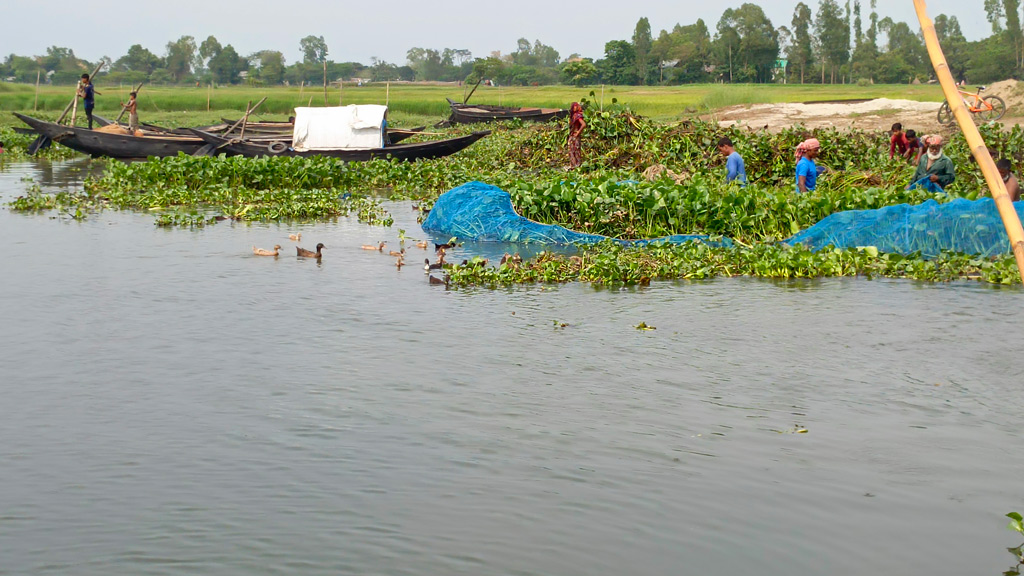 মেঘনার শাখা চরমধুয়া নদীতে জাল ফেলে কচুরিপানা পরিষ্কার করে একদল জেলে মাছ শিকার করছেন। রায়পুরার চরমধুয়া-বাঁশগাড়ী এলাকা থেকে তোলা, ২৮ মার্চ ২০২৪, নরসিংদী। ছবি: হারুনূর রশিদ