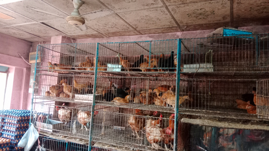 মৌলভীবাজারে বেড়েছে সব ধরনের মুরগির দাম, হিমশিম নিম্ন ও মধ্যবিত্তরা