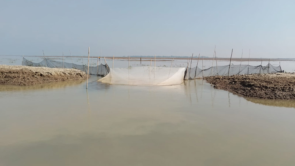 নেত্রকোনায় ফসল রক্ষা বাঁধ কেটে মাছ শিকারের অভিযোগ