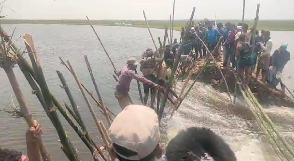 সুনামগঞ্জে গুজাউনি বাঁধ ভেঙে পানি ঢুকছে হাওরে