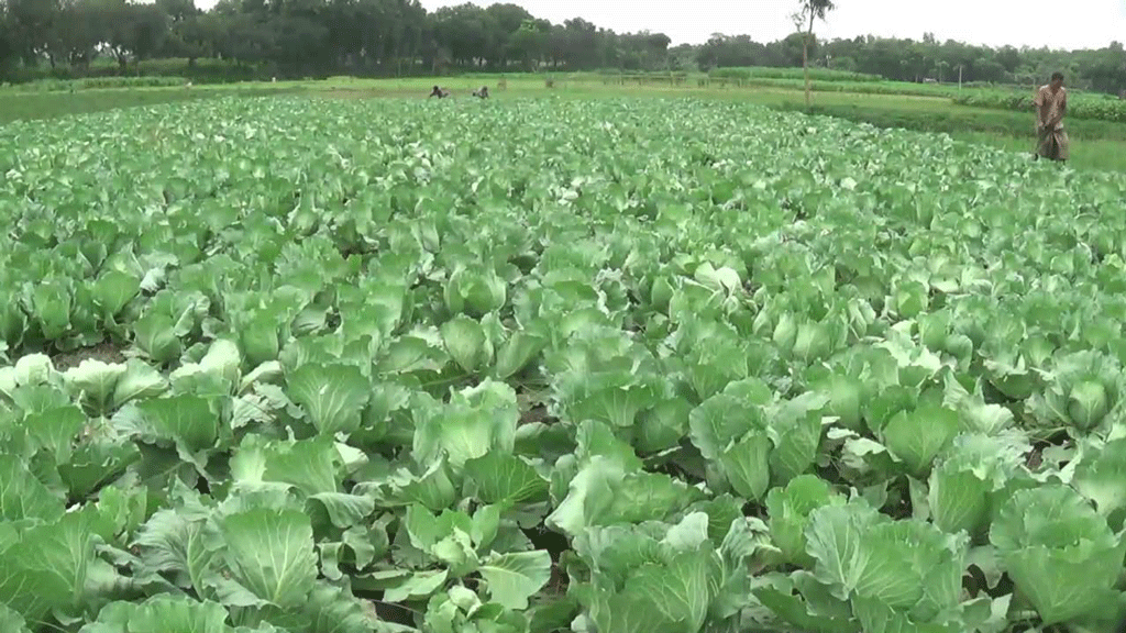 গ্রীষ্মেও চাষ হচ্ছে শীতের বাঁধাকপি, দৌলতপুরে কৃষকের বাজিমাত