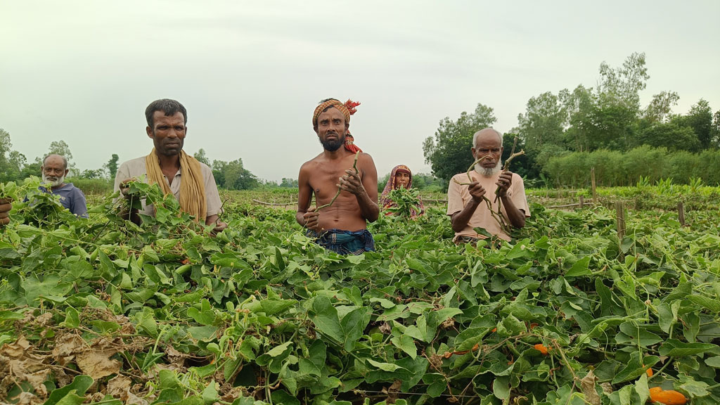 ১২ বিঘা জমির পটোলগাছ কেটে দিল দুর্বৃত্তরা