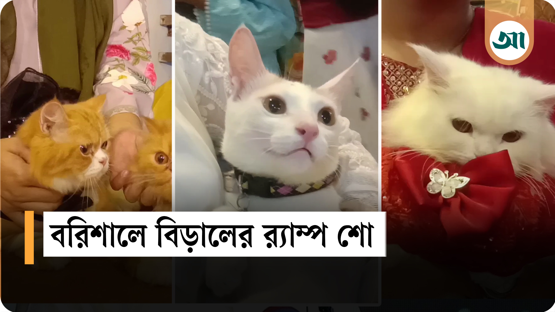 বরিশালে বিড়ালের ফ্যাশন র্যাম্প শো: এক মঞ্চে ৫০ বিড়াল