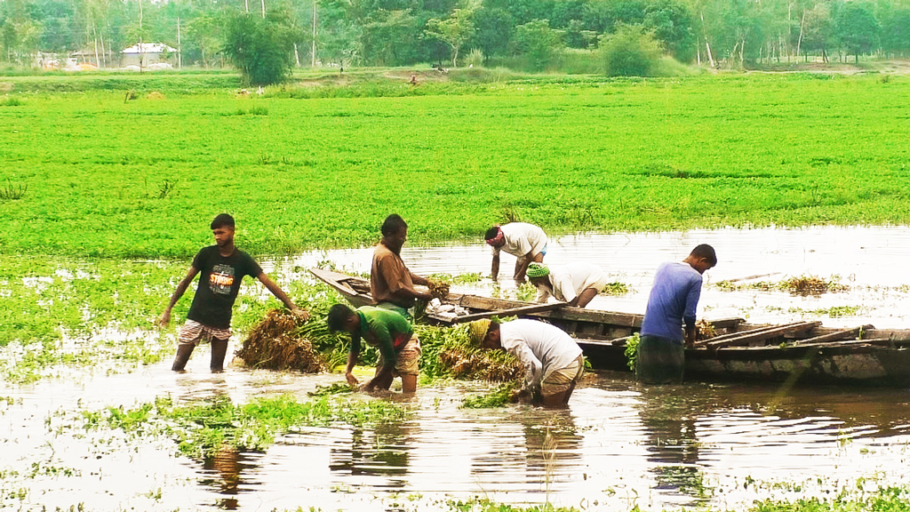 পানির নিচে অপরিপক্ব বাদাম, বিপাকে কৃষক
