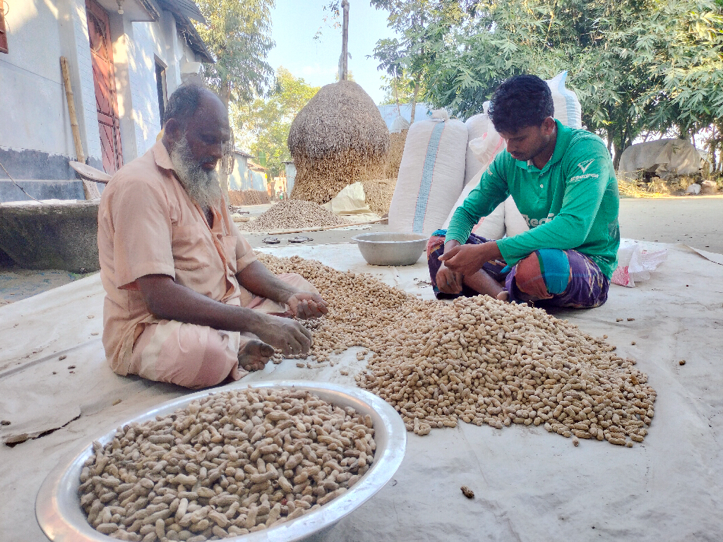 গ্রামে কৃষকদের কাছ থেকে বাদাম কিনে মজুত করেছিলেন নুর ইসলাম। বাদাম বিক্রির আগে পরিবার নিয়ে উঠোনে বসে পরিষ্কার করে নিচ্ছেন। ছবিটি রংপুরের গঙ্গাচড়া উপজেলার গজঘণ্টা ইউনিয়নের ছালাপাক এলাকা থেকে তোলা। ছবি: আব্দুর রহিম পায়েল