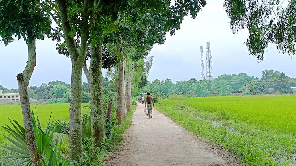 দুই পাশে সবুজ ধান খেত। মাঝখান দিয়ে চলে যাওয়া রাস্তার এক পাশে ছায়া দিচ্ছে গাছের সারি। আর এই রাস্তা ধরে আশপাশের কয়েকটি গ্রামে যাতায়াত করেন মানুষ। ঘিওর উপজেলার বড়টিয়া এলাকা, মানিকগঞ্জ, ৩০ আগস্ট। ছবি: আব্দুর রাজ্জাক