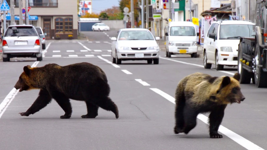 ভালুক দমনে শিকারি খুঁজছে জাপান, কেন এই সিদ্ধান্ত