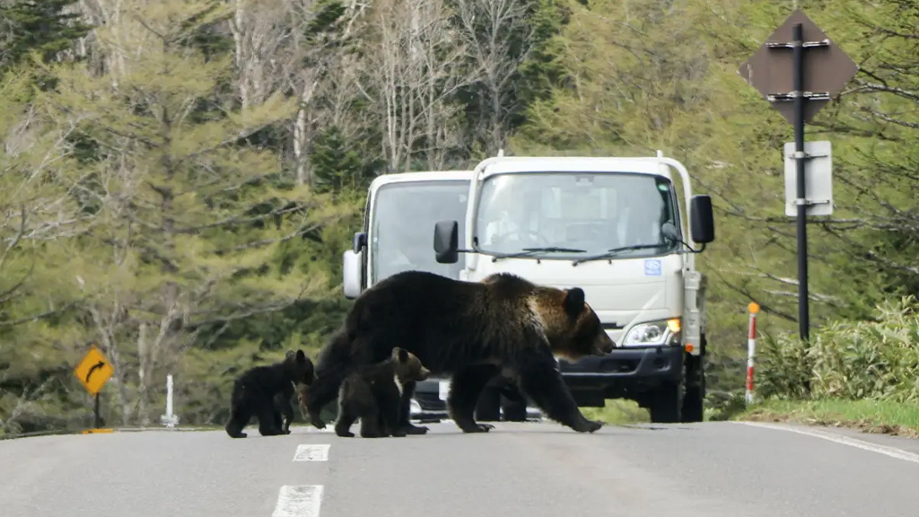 ভালুক ঠেকাতে জাপানে এবার সেনা মোতায়েন