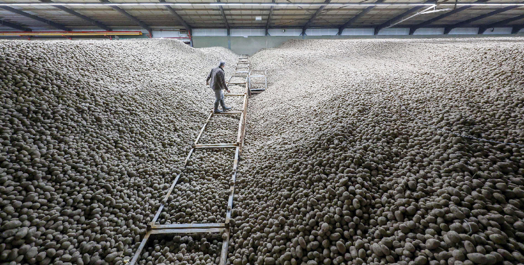 বার্লিনে আলুর ‘বন্যা’