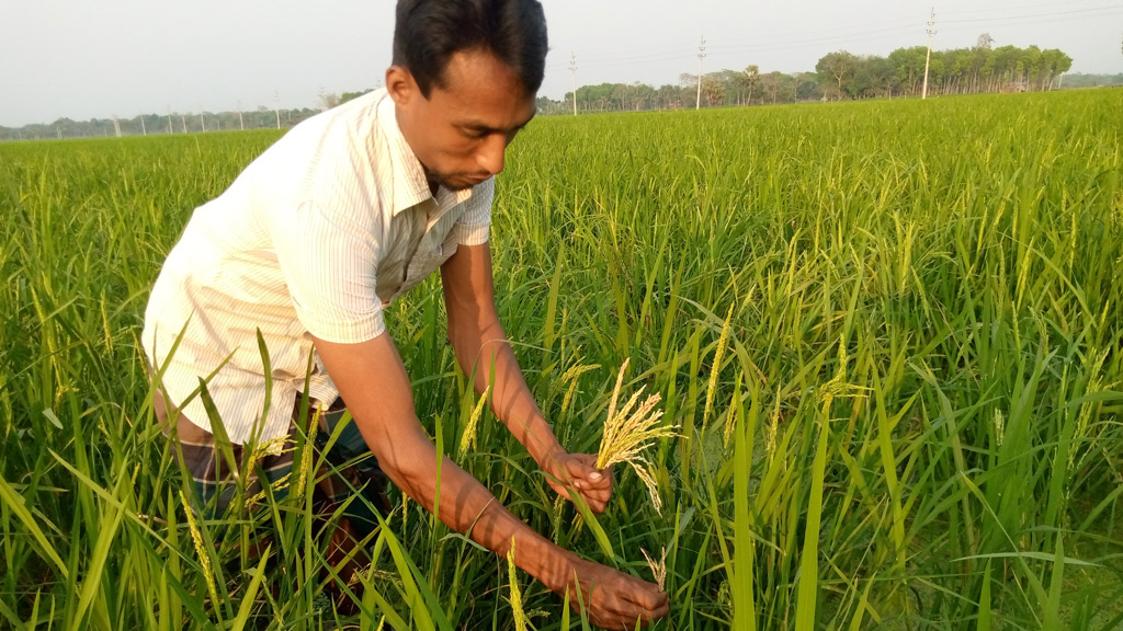 লক্ষ্যমাত্রার বেশি ফলনের আশা