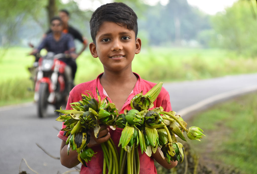 জমে থাকা বৃষ্টির পানিতে ফুটেছে শাপলা ফুল। সেখান থেকে শাপলা তুলেছে এক শিশু। পবা উপজেলার নোনাটেকর বটতলা মোড় এলাকা থেকে তোলা, ১৯ সেপ্টেম্বর ২০২৪। ছবি: মিলন শেখ