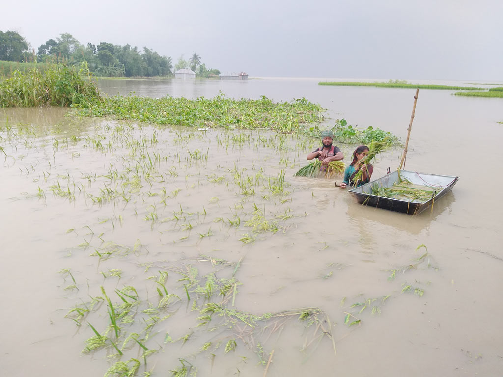 পদ্মার পানিতে তলিয়ে গেছে ফসলি জমি, দিশেহারা বাঘার কৃষকেরা