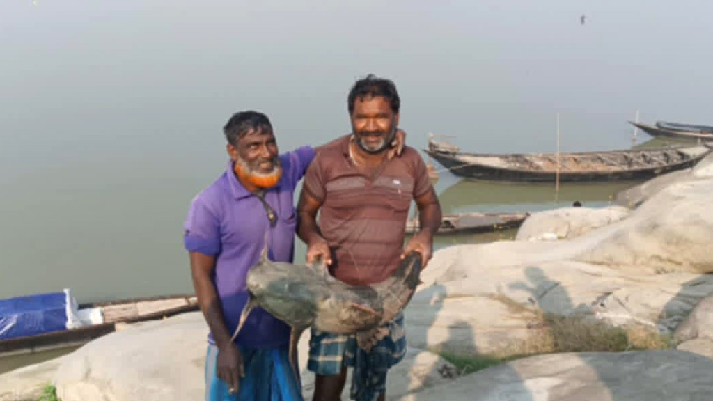 আবারও পদ্মায় ধরা পড়েছে সাড়ে ১১ কেজি ওজনের বাগাড়