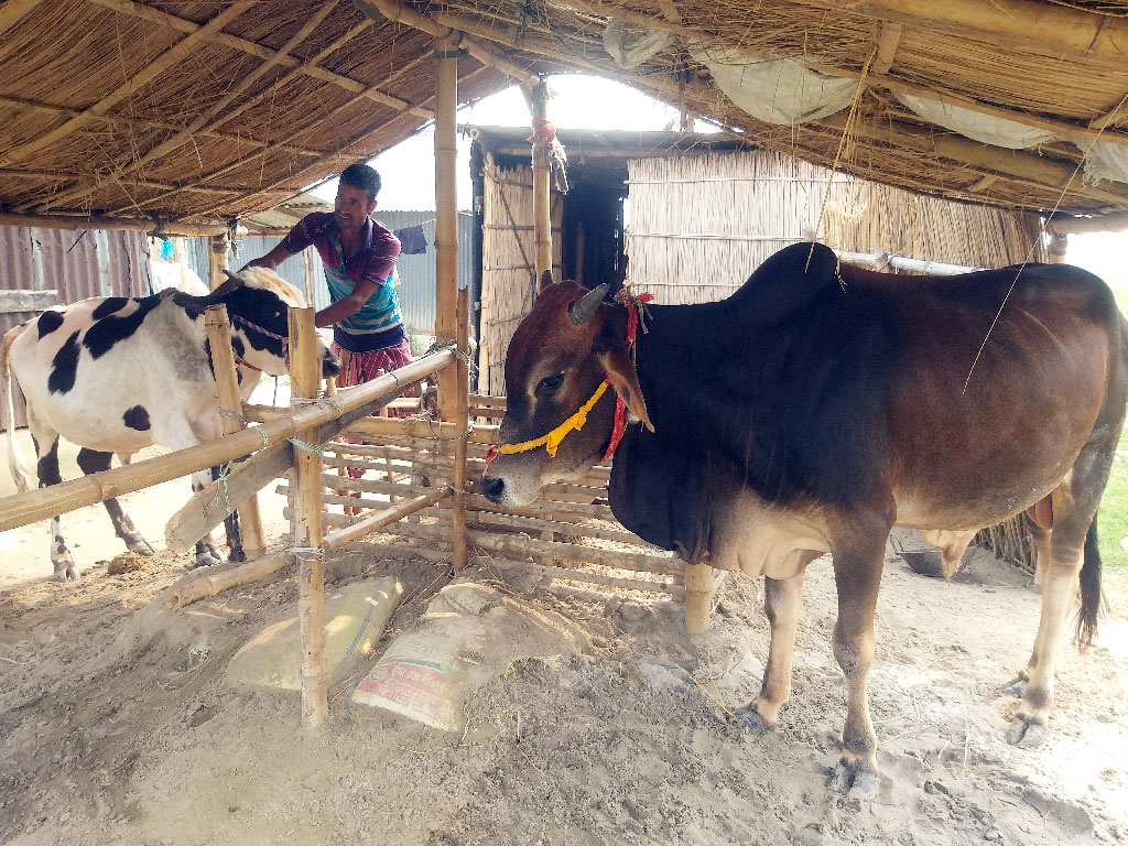 বাঘায় পশুর জোগান বেশি, ক্রেতা কম