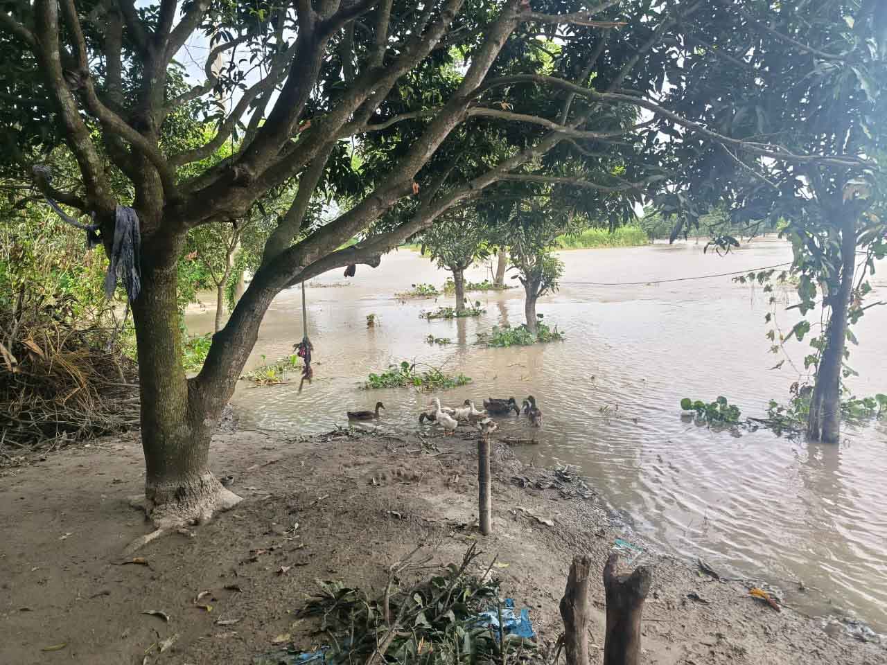 বাঘায় বন্যার পানি কমলেও ভোগান্তি কমেনি