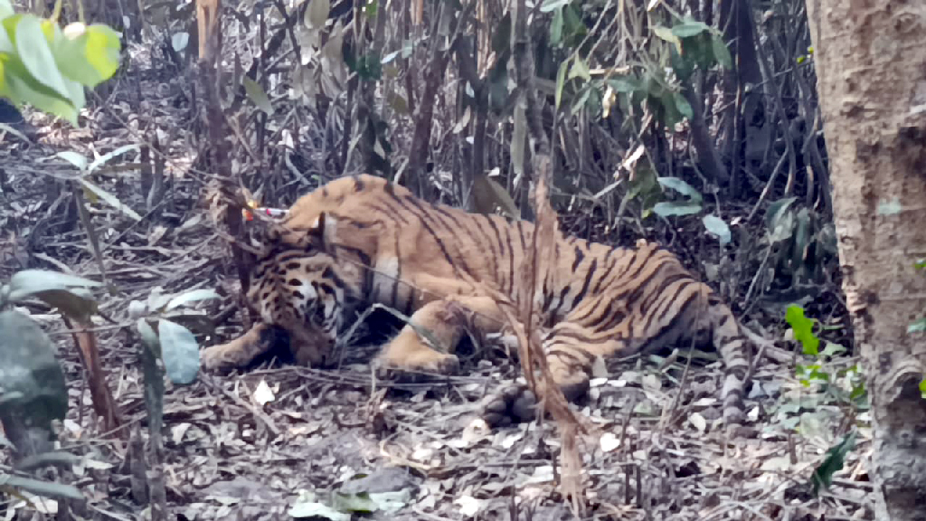 সুন্দরবনের সেই বাঘ একটু হাঁটাচলা করেছে, খাবার না খেলেও পানি পান করেছে