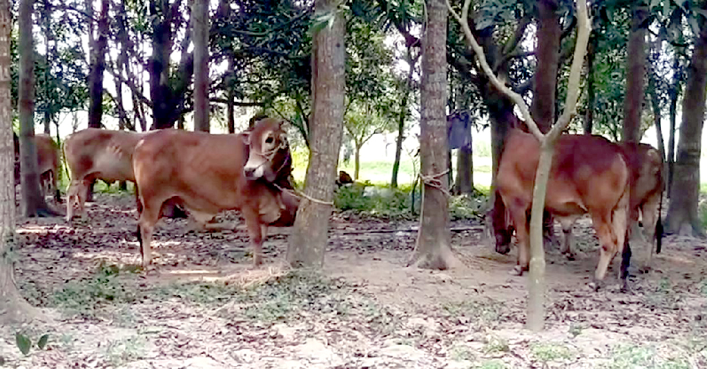 পদ্মার চরে গরু পালন, কোরবানির বাজার ঘিরে কোটি টাকার স্বপ্ন