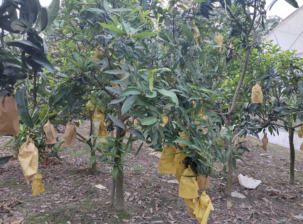 ফ্রান্সে গেল বাঘার আম, শুরু হলো মৌসুমের প্রথম রপ্তানি