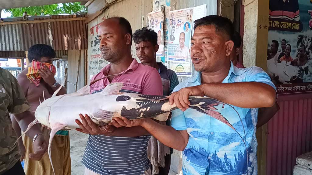 রাজবাড়ীতে জালে ধরা পড়েছে ১০ কেজির বাগাড়