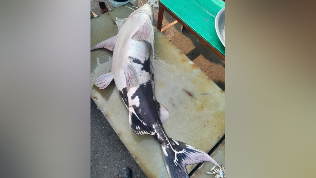 যমুনায় ধরা পড়ল ৩৩ কেজির বাঘাইড়, ৫০ হাজারে বিক্রি