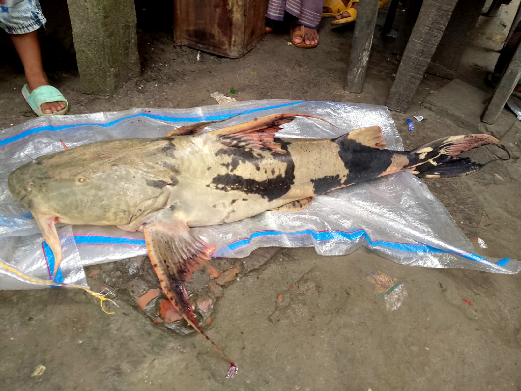 জালে আটকা ১১ কেজির বাগাড়, বাজারে উৎসুক মানুষের ঢল