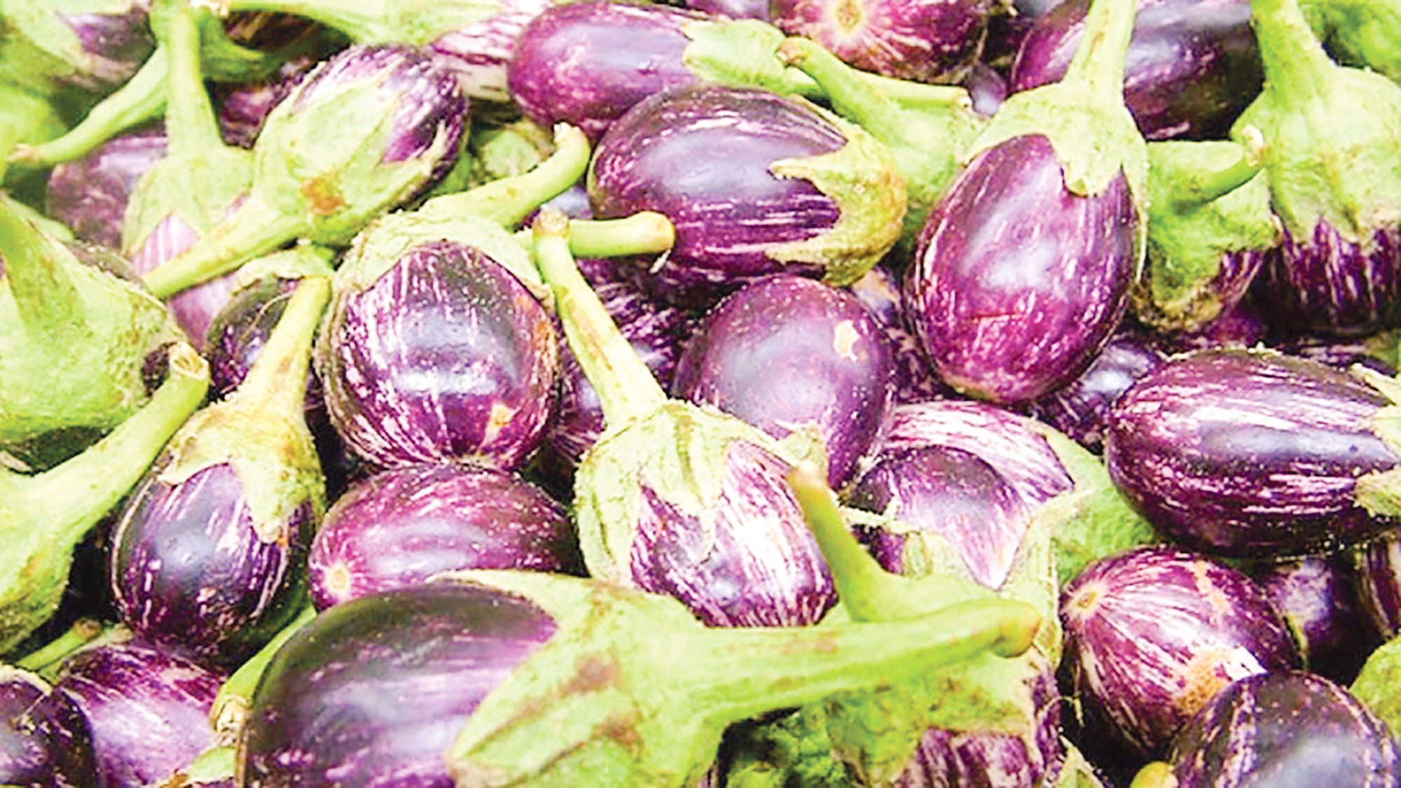 বহুজাতিক কোম্পানির খপ্পরে কৃষি