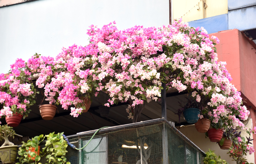 ভবনের বারান্দায় টবে লাগানো নানা জাতের গাছ। তবে সবকিছুকে ছাপিয়ে বারান্দার এককোণে বেড়ে ওঠা বাগানবিলাস ফুল সৌন্দর্য বিলিয়ে দিচ্ছে। রাজশাহী নগরীর শিরোইল বাস টার্মিনাল এলাকা থেকে তোলা। ছবি: মিলন শেখ