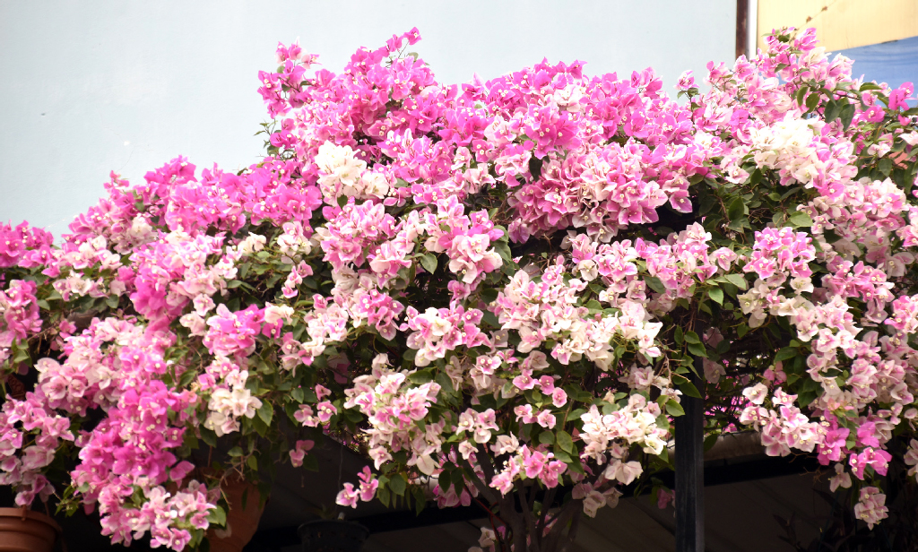 বাগানবিলাস বা বোগেনভেলিয়া ফুলে ছেয়ে আছে গাছ। গোলাপি-লালের সৌন্দর্য দূর থেকে নজর কেড়ে নিচ্ছে। বাগানের শোভা বাড়াতে এই ফুলটি বেশ জনপ্রিয়। রাজশাহী থেকে ছবিটি তুলেছেন মিলন শেখ।