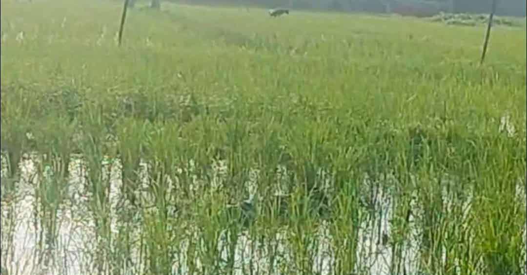 বগুড়ায় বাড়ি থেকে ডেকে নিয়ে হত্যা মামলার আসামিকে খুন, আহত ৪