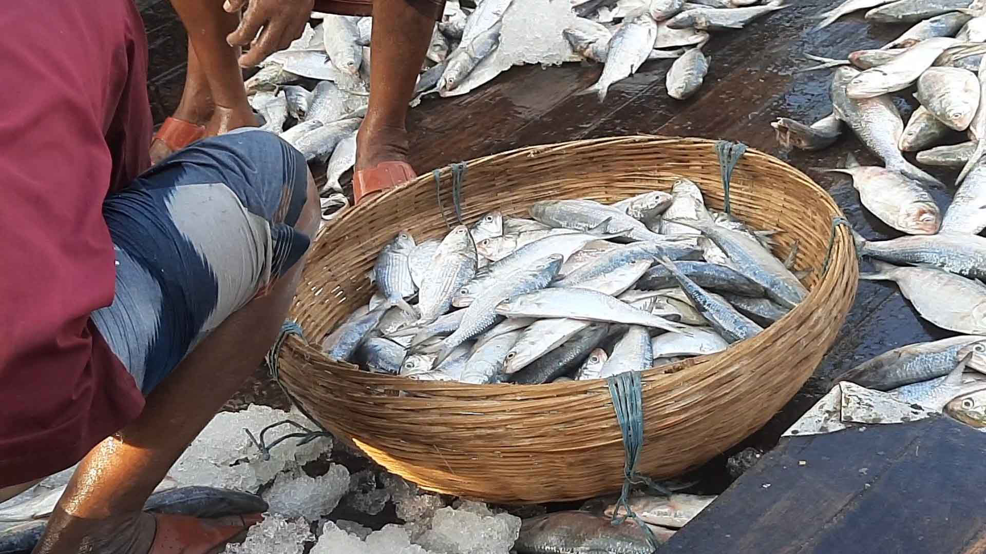দীর্ঘ বিরতির পর সরগরম কেবি বাজারের মৎস্য আড়ত
