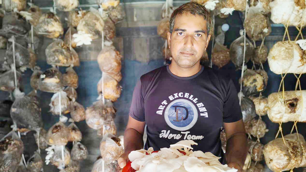 বাগেরহাটে ১৭ বছর পর গ্রামে ফিরে মাশরুম চাষ, স্বপ্ন কোটিপতি হওয়ার