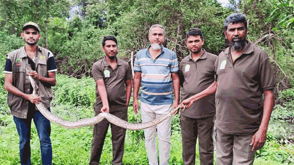 শরণখোলায় বাড়ছে সাপের আনাগোনা, এক সপ্তাহে উদ্ধার ৫