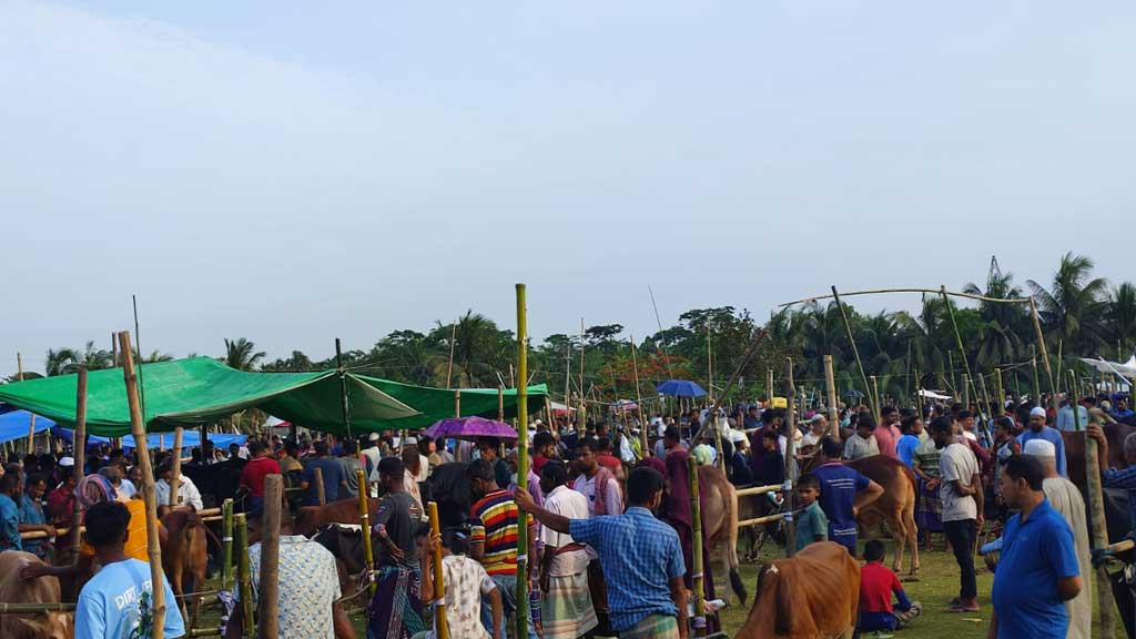 বাগেরহাটে কোরবানির হাটে উপচে পড়া ভিড়, ছোট গরুর চাহিদা বেশি