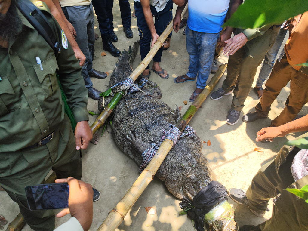 খানজাহান আলী মাজারসংলগ্ন দিঘির একমাত্র কুমির স্থানান্তর