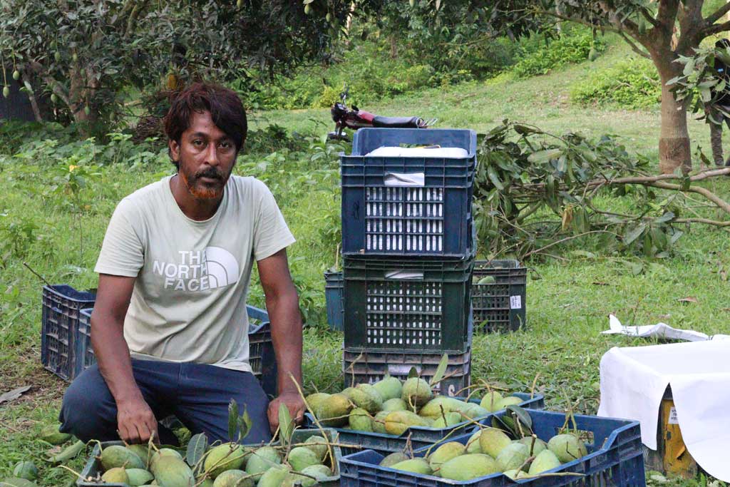 প্রবাস থেকে কৃষিতে, আম বাগানেই সফলতার গল্প এয়াকুব দৌলতের