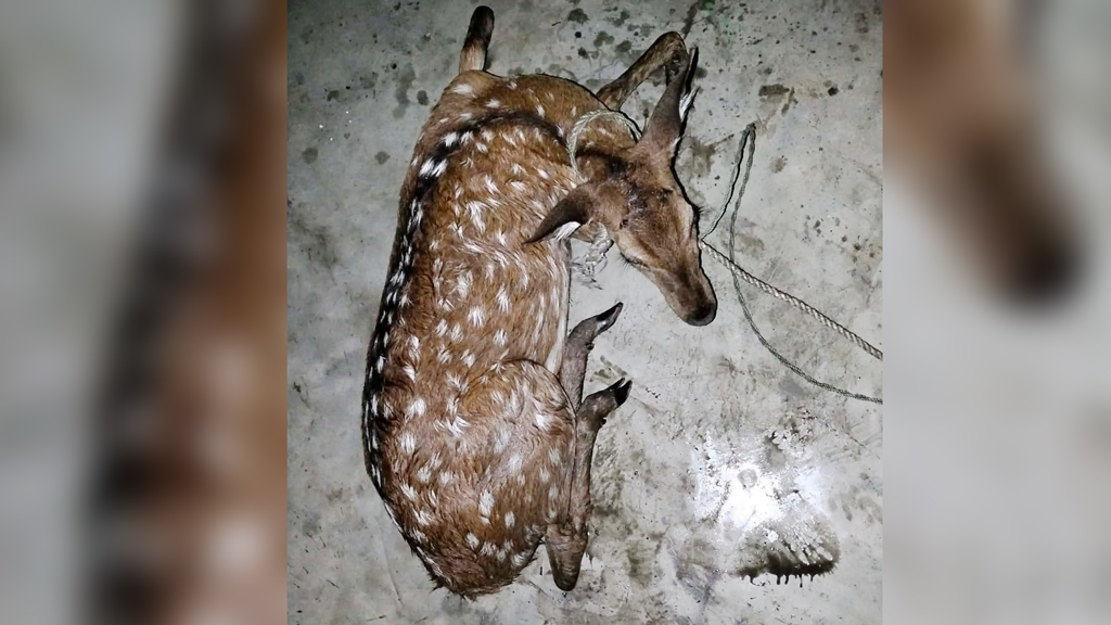 ভোলার মনপুরায় লোকালয়ে আসা মায়া হরিণ উদ্ধার