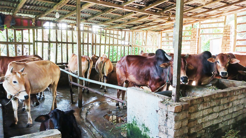 ভোলায় দেশীয় পদ্ধতিতে গবাদিপশু মোটাতাজা করছেন খামারিরা