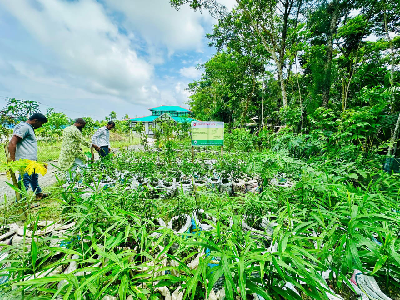 ভোলায় জনপ্রিয় হচ্ছে বস্তায় আদা চাষ