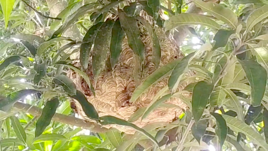 দুর্গাপুরে ভিমরুলের কামড়ে বৃদ্ধার মৃত্যু